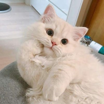 KikoGaming avatar