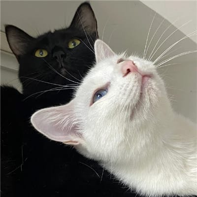 TitoBoy_Plays avatar